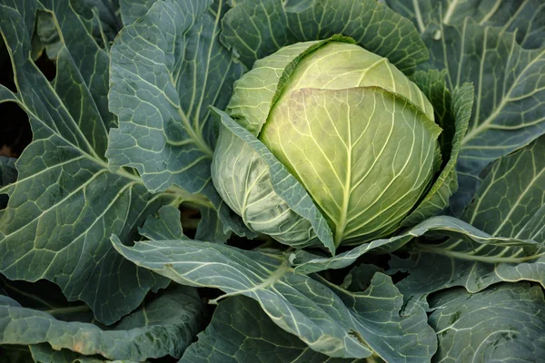 Head of cabbage — Stock Photo, Image