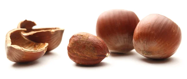 Fresh brown hazelnut — Stock Photo, Image