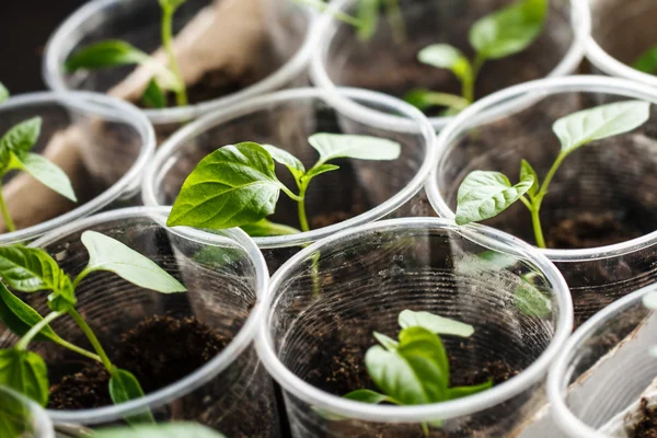 Green seedling growing — Stock Photo, Image