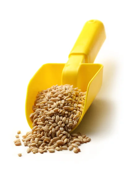 Barley in yellow spoon — Stock Photo, Image