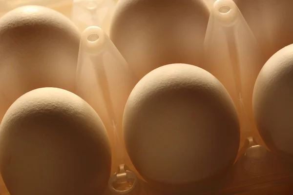 Raw White eggs — Stock Photo, Image