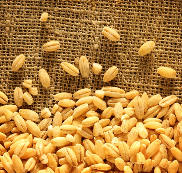 Pearl barley on sack — Stock Photo, Image