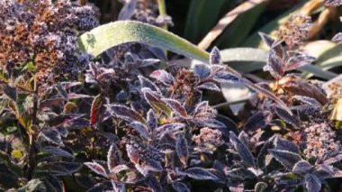 Bahçedeki bitkilerin dallarında buz var.