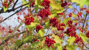 Guelder-rose ağacının kırmızı meyveleri