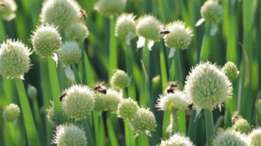 Bal arısı ve yaban arısı nektar ve polen topluyor