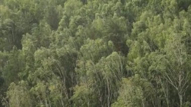 huş ağacında rüzgarla yağmur