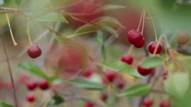 Bahçedeki dallarda kiraz