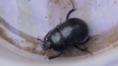 Toprak sıkıcı gübre böceği yakın plan.