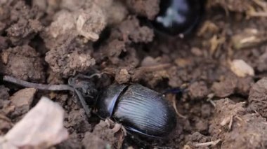 Sıkıcı bok böcekleri yakın planda.