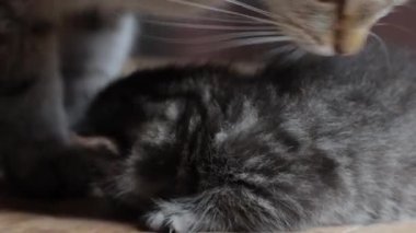 Anne kedisiyle küçük bir kedi.