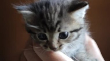 Kadınların kollarındaki küçük kedi yavrusu.