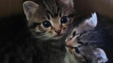 Kutuda iki küçük kedi yavrusu