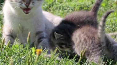 Anne kedi ve kedicikleri çimlerin üzerinde