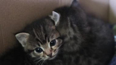 Kutuda iki küçük kedi yavrusu