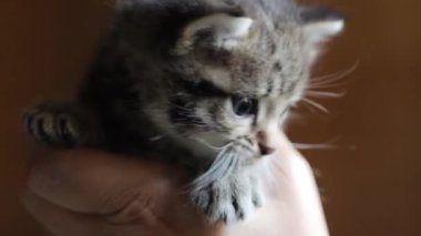 Kadınların kollarındaki küçük kedi yavrusu.