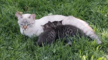 Anne kedi ve kedicikleri çimlerin üzerinde