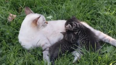 Anne kedi ve kedicikleri çimlerin üzerinde