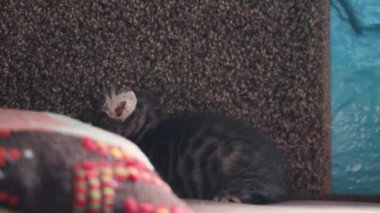 İki küçük korkak kedi ve bir köpek, ilk temas.