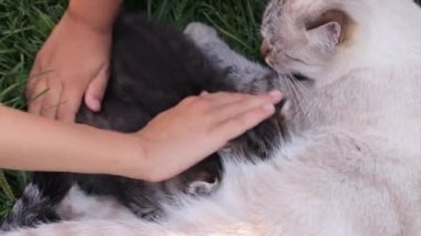 Otların üzerinde kedi besleyen kızlar