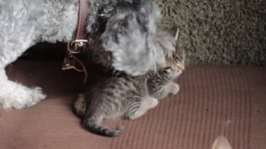 Küçük korkak kedi ve bir köpek, ilk temas.