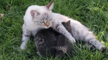 Anne kedi ve kedicikleri çimlerin üzerinde