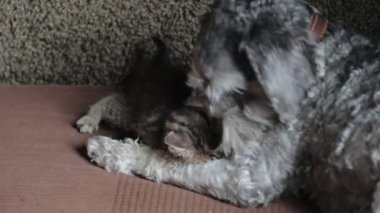 Küçük gri kediciği olan köpek
