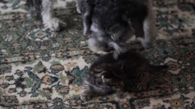 Küçük gri kediciği olan köpek