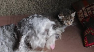 Küçük gri kediciği olan köpek