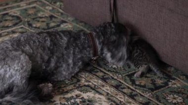 Küçük gri kediciği olan köpek