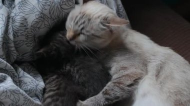 Anne kedi ve kedi yavruları.