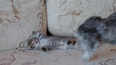 Köpek yavru kediyle oynuyor.
