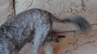 Köpek yavru kediyle oynuyor.