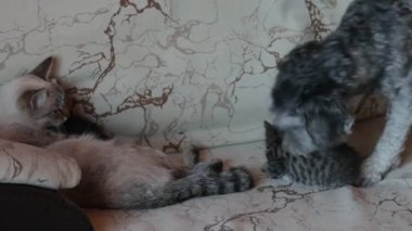 Köpek yavru kediyle oynuyor.