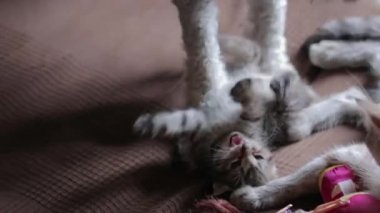 Köpek yavru kediyle oynuyor.