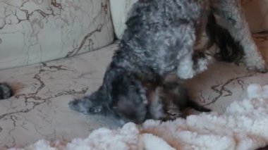 Köpek yavru kediyle oynuyor.