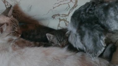 Köpek yavru kediyle oynuyor.