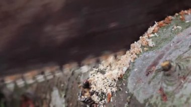 Bir el testeresiyle bir kütüğü kesme işlemi