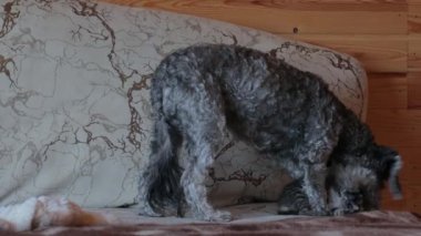 Köpek yavru kediyle oynuyor.