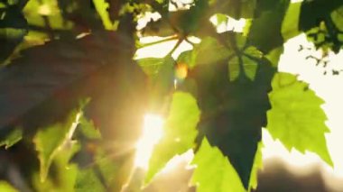 Yeşil yaprakların arasından güzel güneş parıldıyor