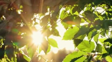 Yeşil yaprakların arasından güzel güneş parıldıyor