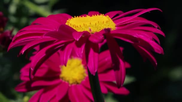 Flores de piretro em close-up — Vídeo de Stock