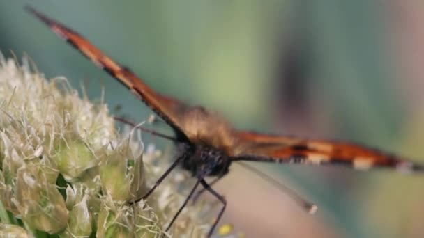 Kelebek nektar alıyor ve bir bitkiyi tozlaştırıyor. — Stok video