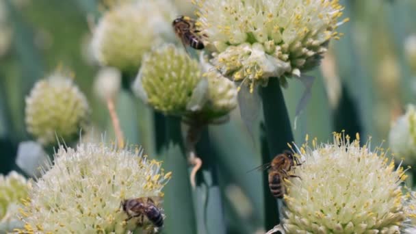 Abejas de miel recolectando néctar y polen — Vídeos de Stock