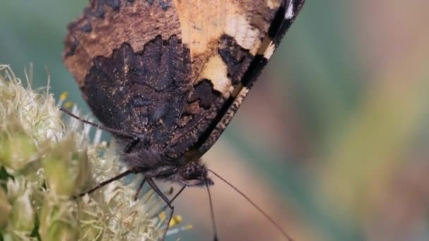 Schmetterling nimmt Nektar und bestäubt eine Pflanze — Stockvideo