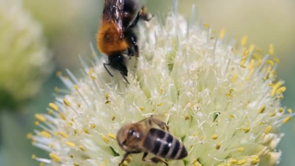 Honey bee and bumblebee collecting nectar and pollen — стоковое видео