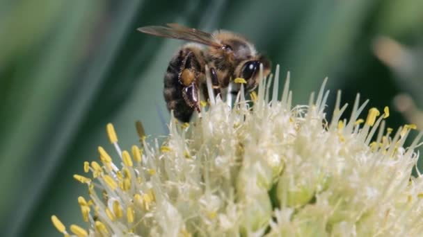 Abeja recolectora de néctar y polen — Vídeo de stock