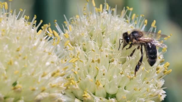 Abeja recolectora de néctar y polen — Vídeo de stock