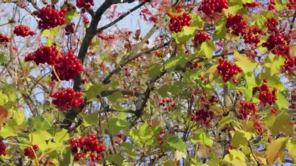 Bagas vermelhas de guelder-rosa árvore — Vídeo de Stock
