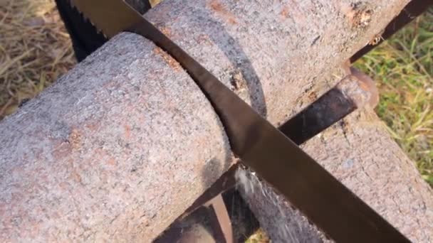 Proceso de aserrar un tronco con una sierra manual — Vídeo de stock