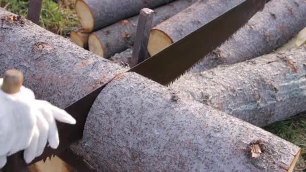 Proceso de aserrar un tronco con una sierra manual — Vídeo de stock